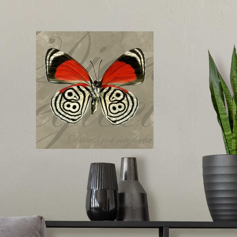 A modern room featuring Square home art docor on a large canvas of a vibrant, eighty-eight butterfly on a neutral backgro...