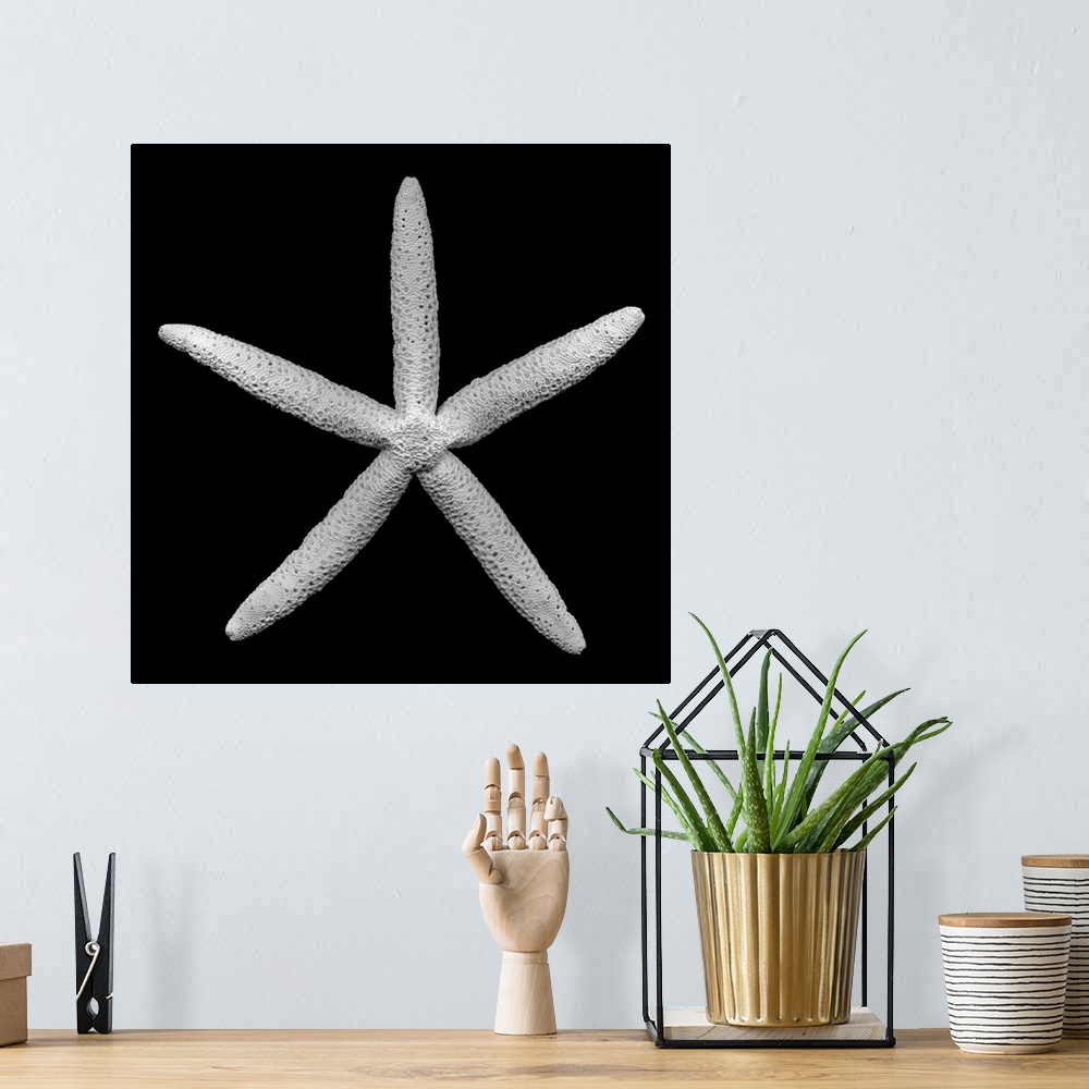 A bohemian room featuring Up-close photograph of sea star against a dark background.
