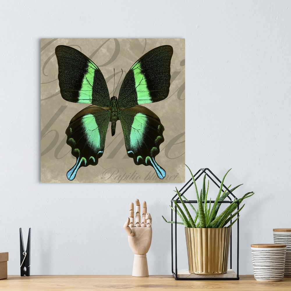 A bohemian room featuring Square painting of a butterfly on canvas with text overlaid in the background.
