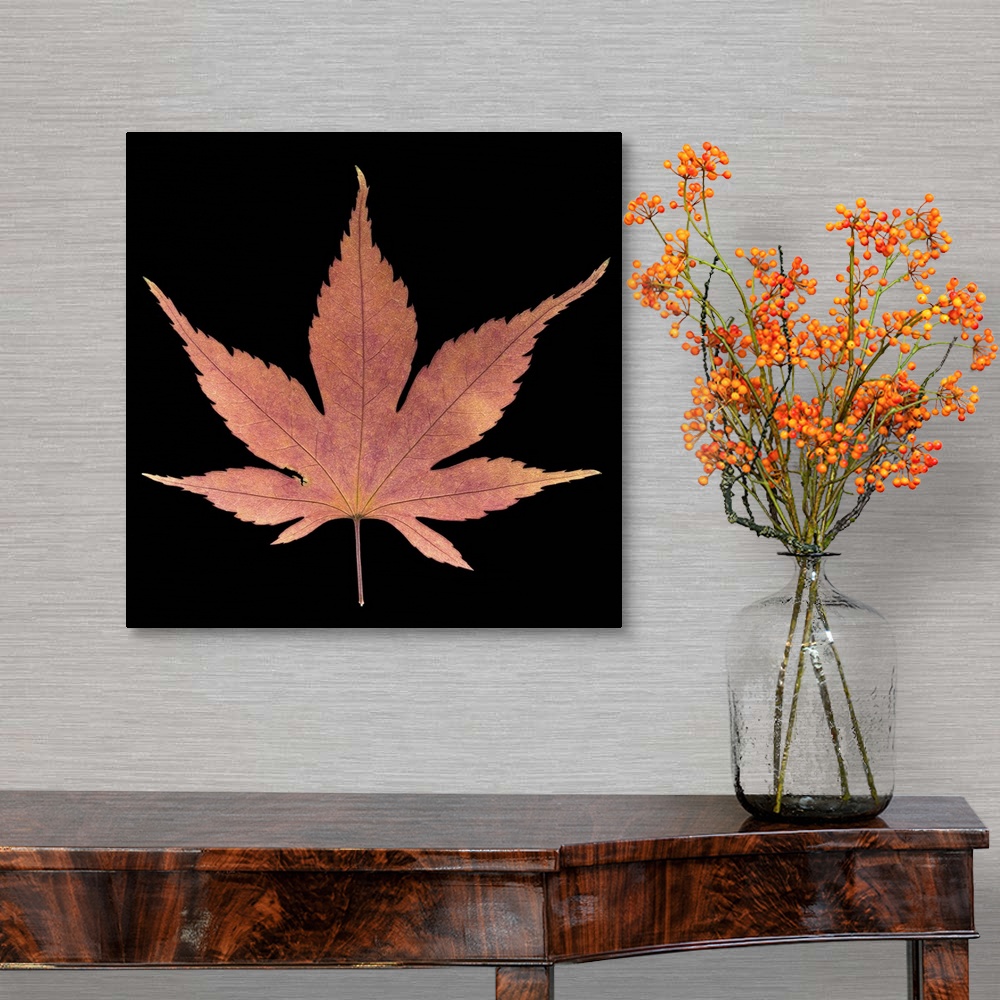 A traditional room featuring Japanese Maple