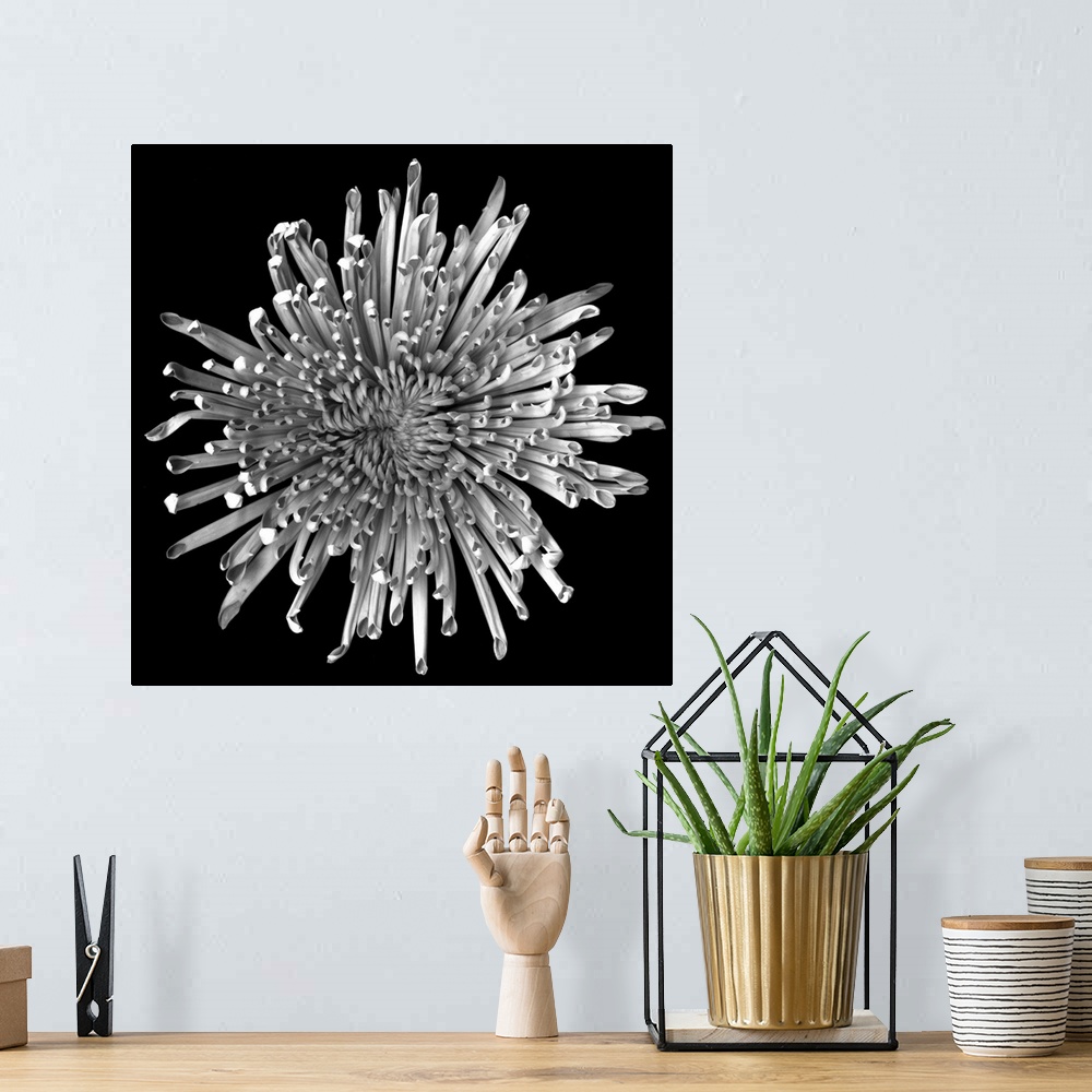 A bohemian room featuring Big, square, close up photograph of a chrysanthemum that is not yet in full bloom, on a solid bla...