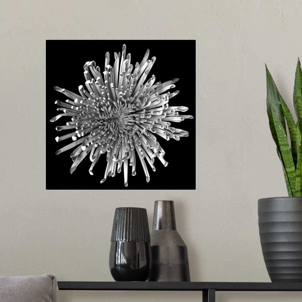 A modern room featuring Big, square, close up photograph of a chrysanthemum that is not yet in full bloom, on a solid bla...