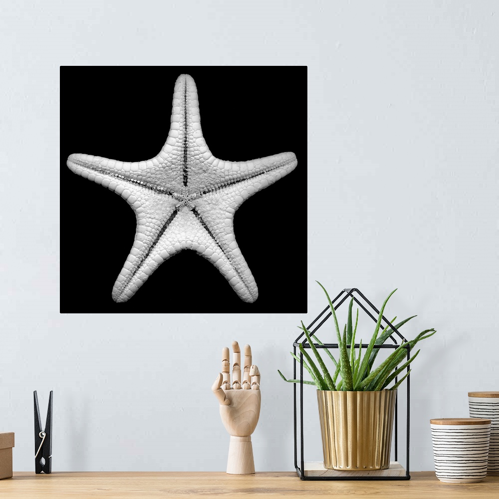 A bohemian room featuring Photo art of a detailed up close shot of a star fish on a solid background.