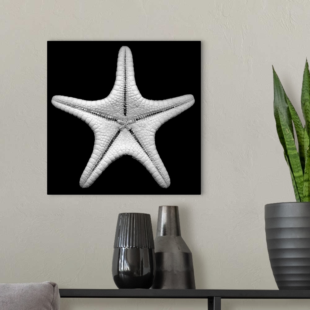 A modern room featuring Photo art of a detailed up close shot of a star fish on a solid background.