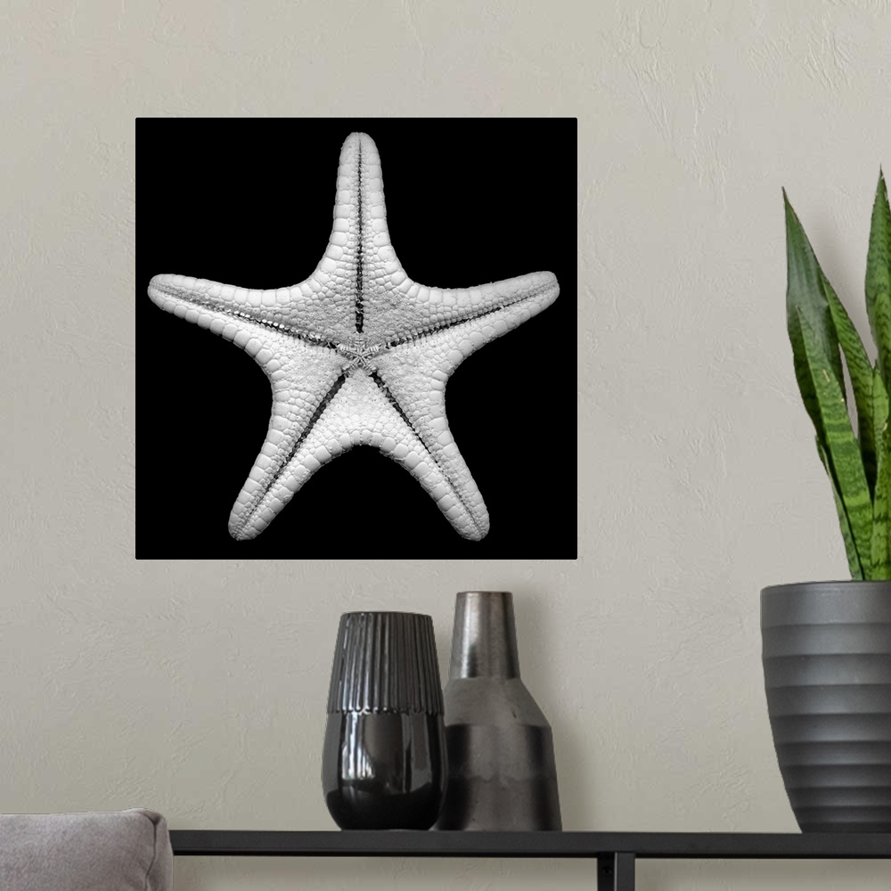 A modern room featuring Photo art of a detailed up close shot of a star fish on a solid background.