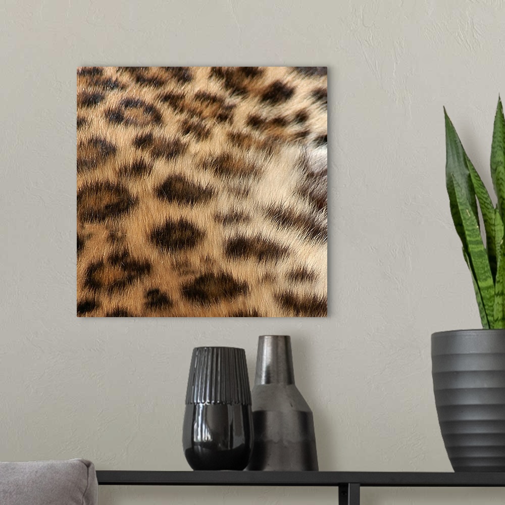 A modern room featuring Square up close view of the patterns on a leopard's fur.