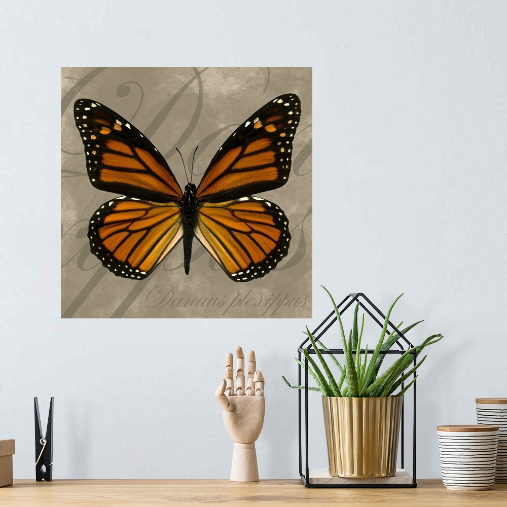 A bohemian room featuring Square painting of a butterfly on canvas with text in the background.