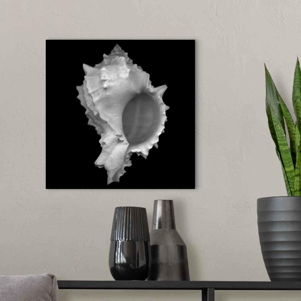 A modern room featuring Up close photograph of seashell against a dark background.
