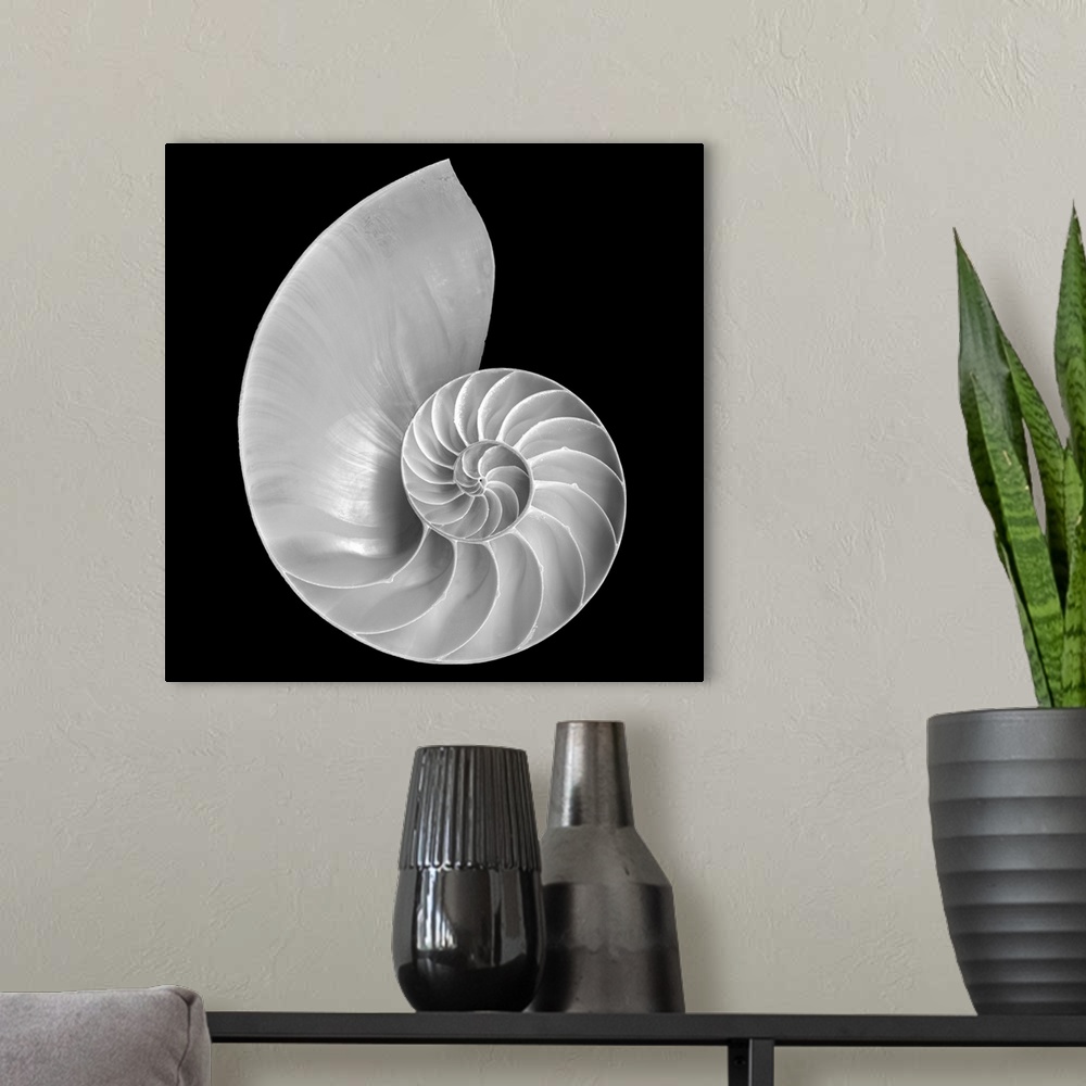 A modern room featuring Large monochromatic photograph centers on a marine mollusk against a blank background.  The forma...