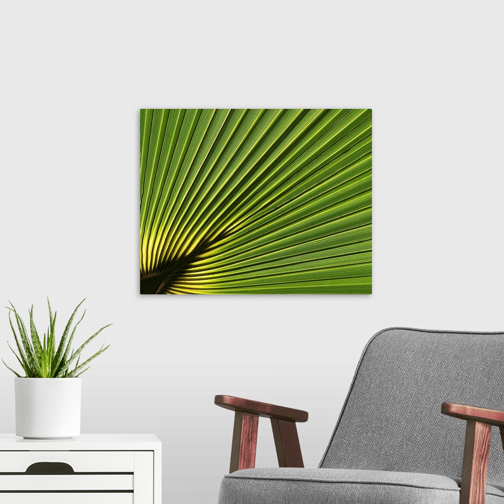 A modern room featuring Close-up detail of palm leaves in Florida