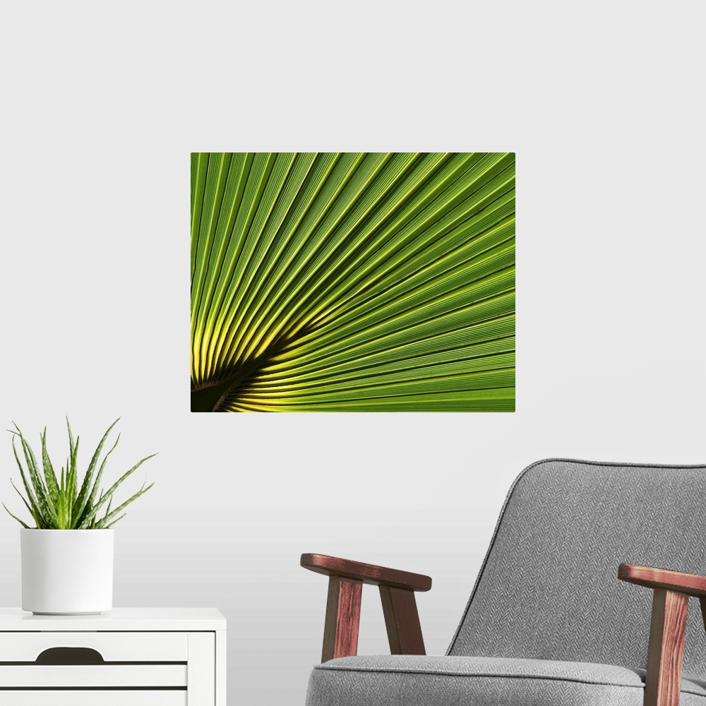 A modern room featuring Close-up detail of palm leaves in Florida