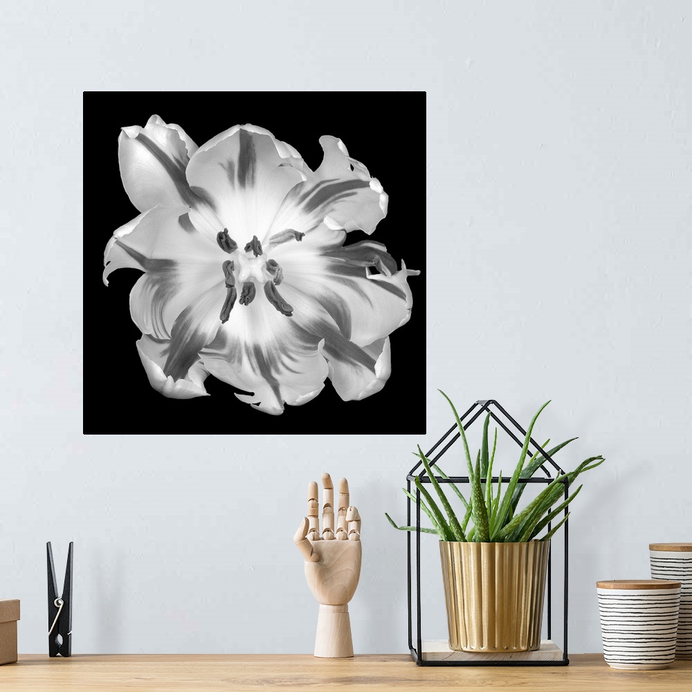 A bohemian room featuring This square wall hanging is a flower photograph from above and starkly contrasted against the bac...