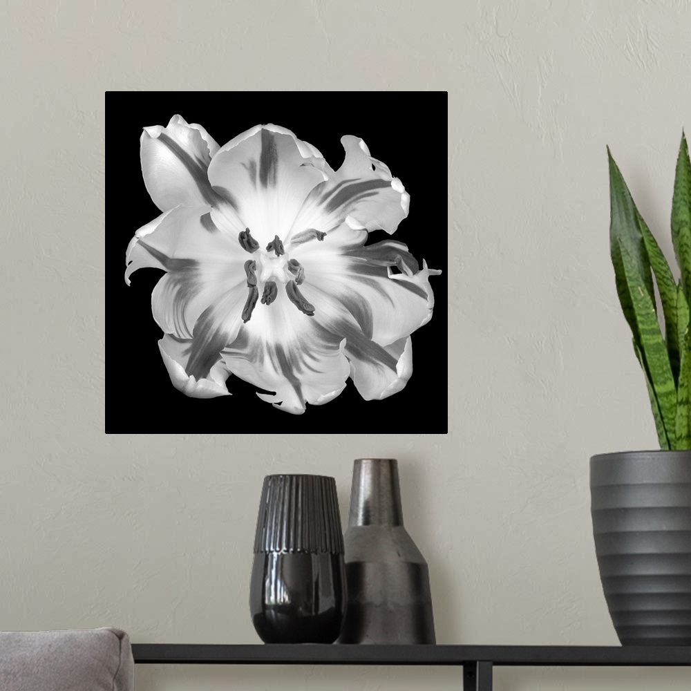 A modern room featuring This square wall hanging is a flower photograph from above and starkly contrasted against the bac...