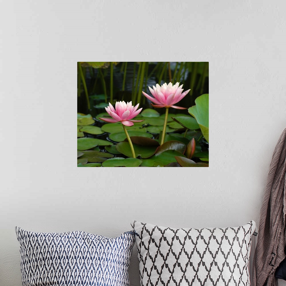 A bohemian room featuring Pink water lilies
