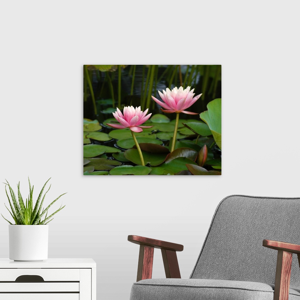 A modern room featuring Pink water lilies
