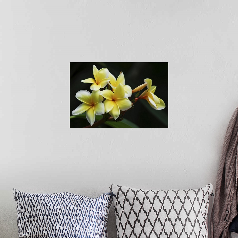 A bohemian room featuring Yellow Plumeria
