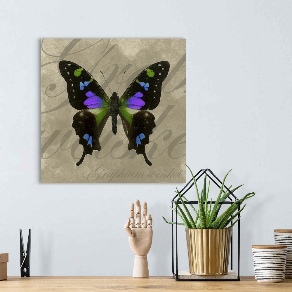 A bohemian room featuring Multi colored butterfly with outstretched wings on a neutral text background.