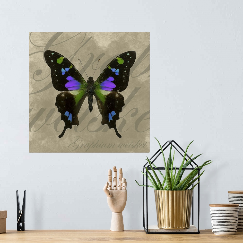 A bohemian room featuring Multi colored butterfly with outstretched wings on a neutral text background.