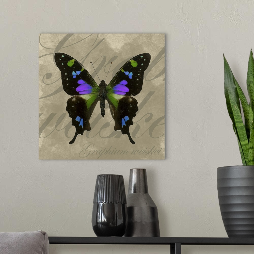 A modern room featuring Multi colored butterfly with outstretched wings on a neutral text background.