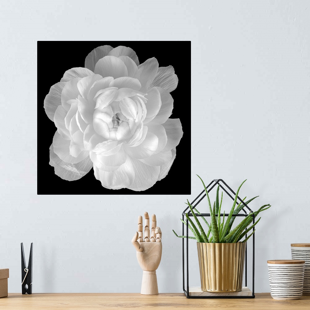 A bohemian room featuring Big square photograph involving a close-up of a Ranunculus flower.