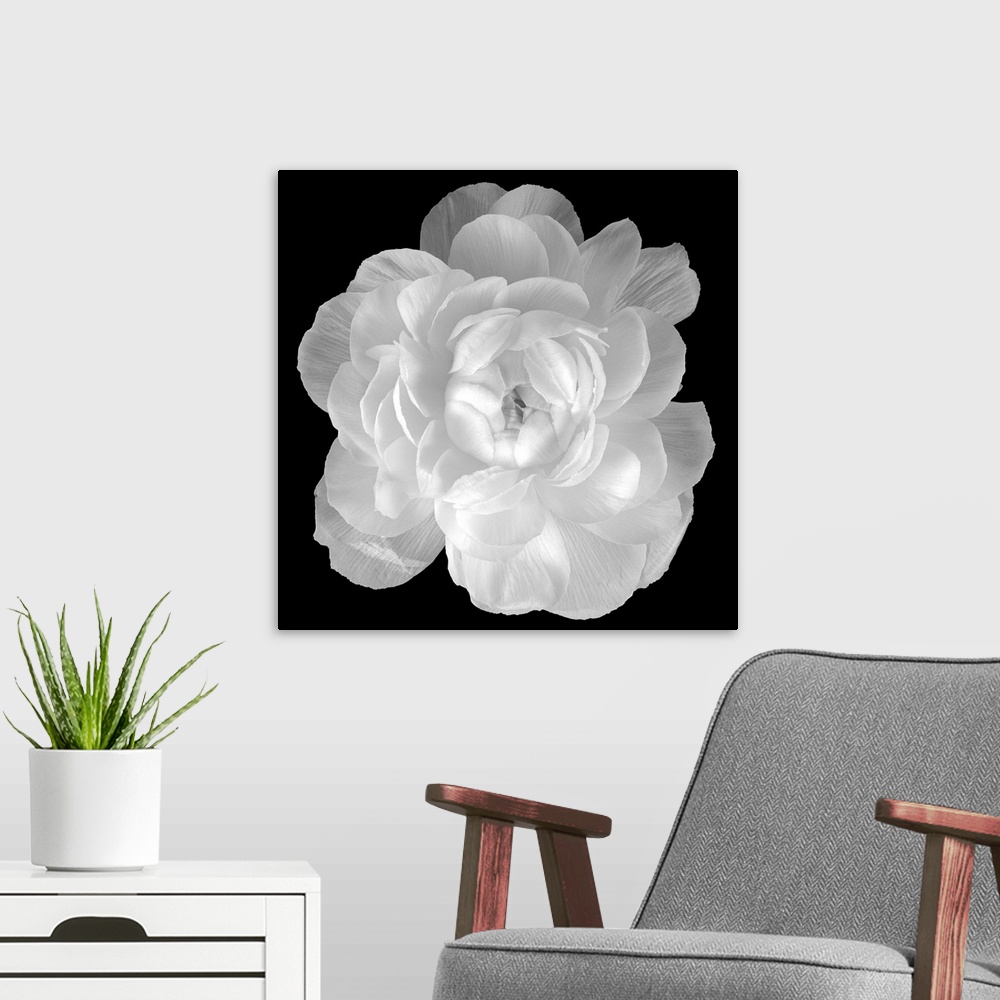 A modern room featuring Big square photograph involving a close-up of a Ranunculus flower.