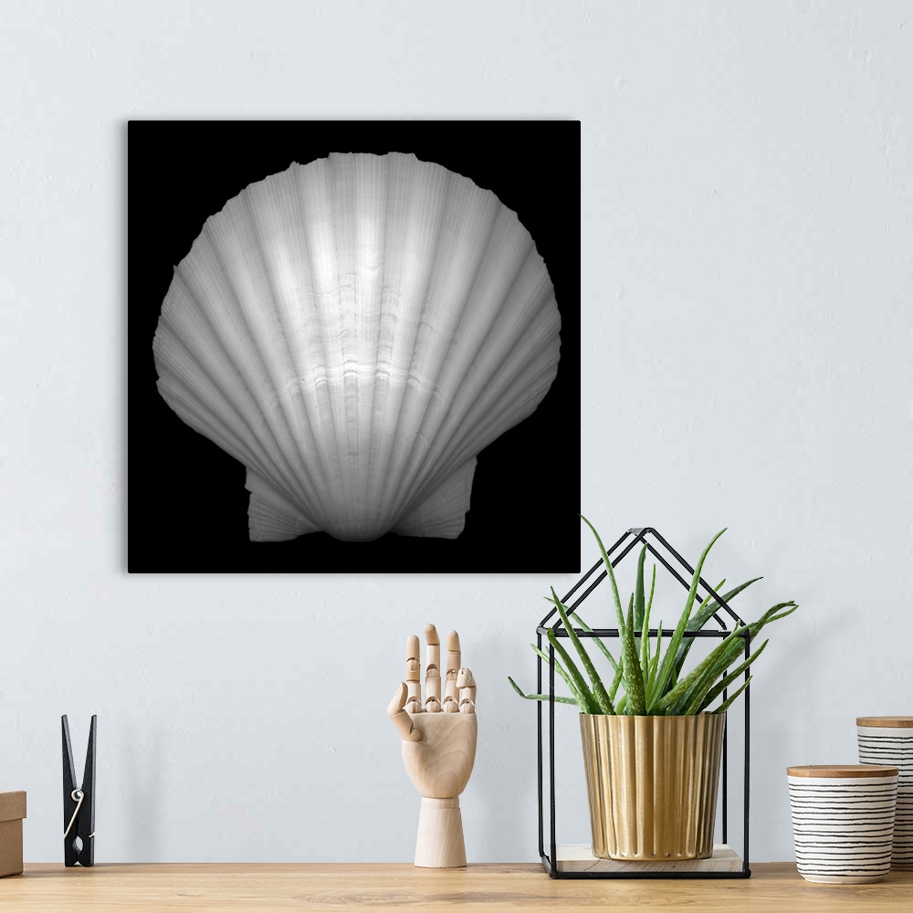 A bohemian room featuring Black and white studio shot of the pristine shell of a bivalve mollusk, showing nature's penchant...