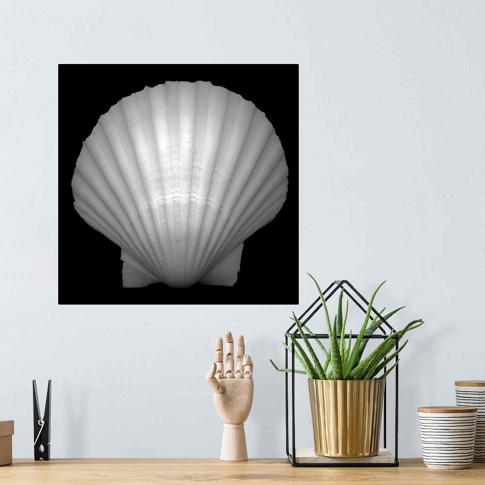 A bohemian room featuring Black and white studio shot of the pristine shell of a bivalve mollusk, showing nature's penchant...