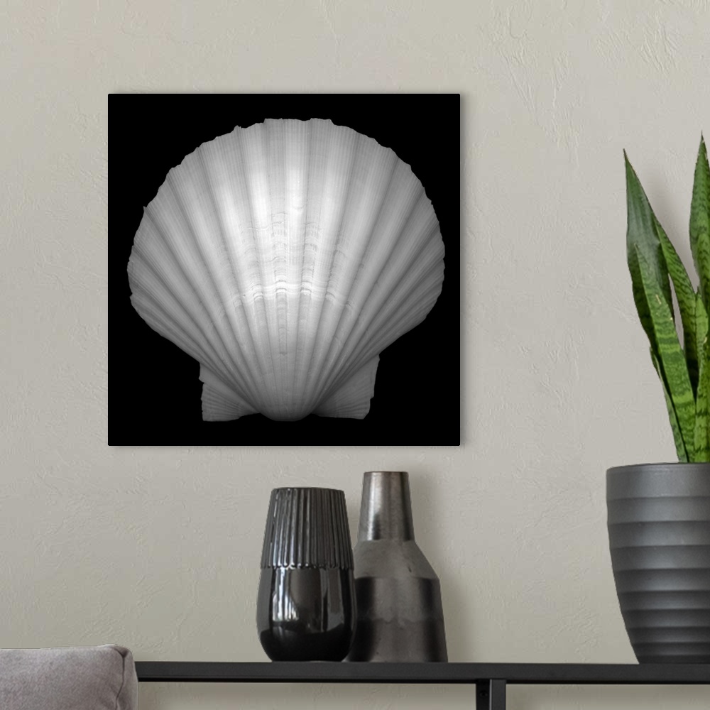 A modern room featuring Black and white studio shot of the pristine shell of a bivalve mollusk, showing nature's penchant...
