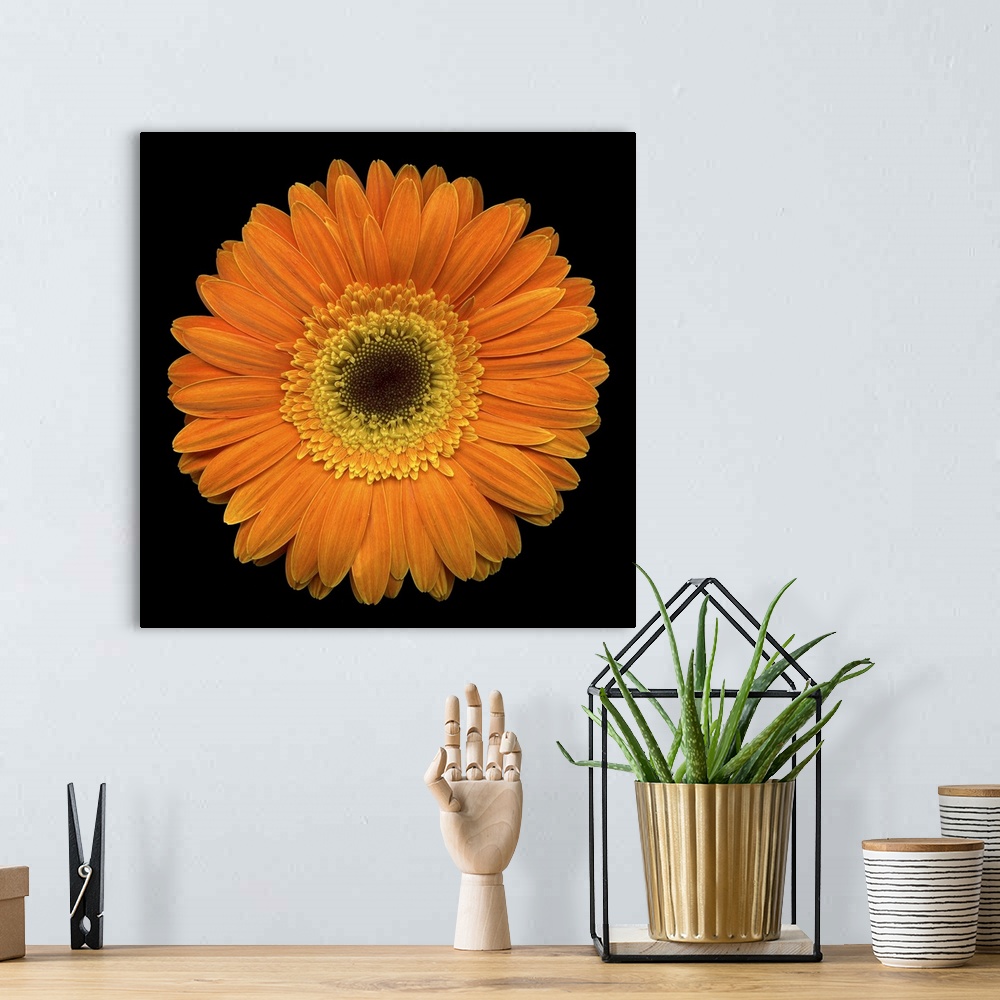 A bohemian room featuring Square, oversized, close up photograph of a vibrant gerbera daisy on a solid black background.