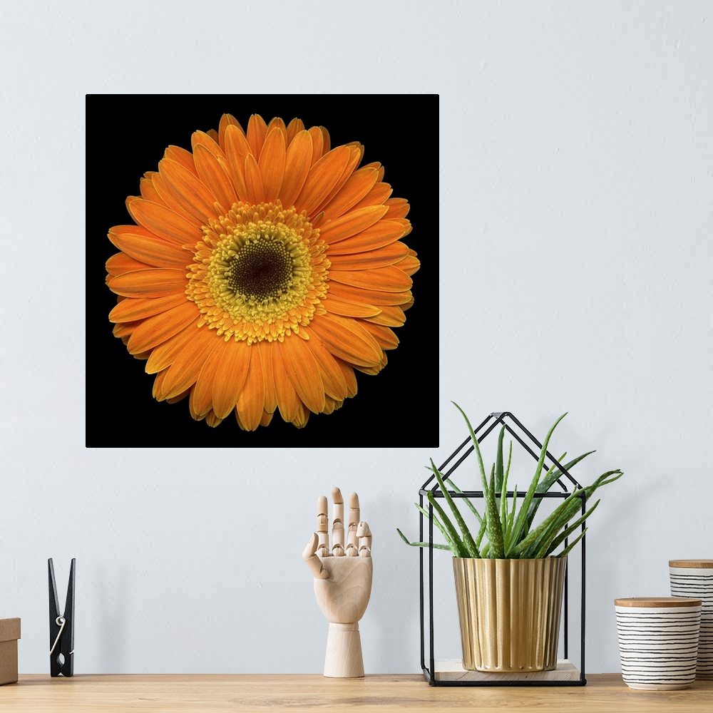 A bohemian room featuring Square, oversized, close up photograph of a vibrant gerbera daisy on a solid black background.