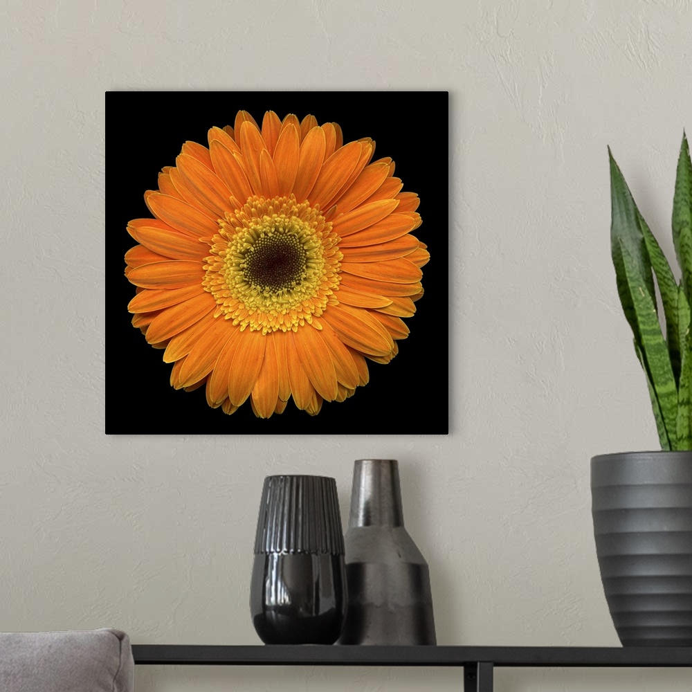A modern room featuring Square, oversized, close up photograph of a vibrant gerbera daisy on a solid black background.