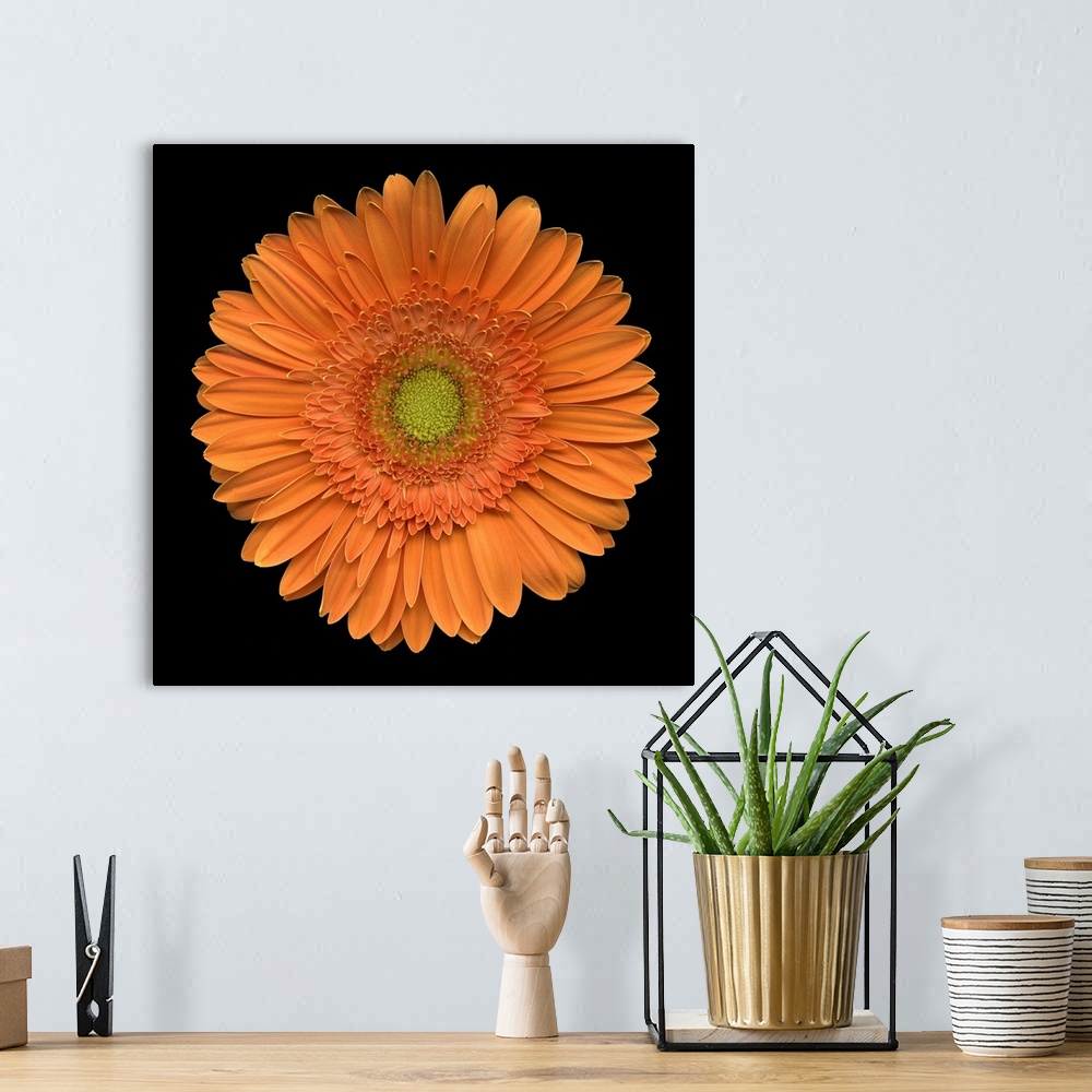 A bohemian room featuring Closeup photograph of an orange daisy.