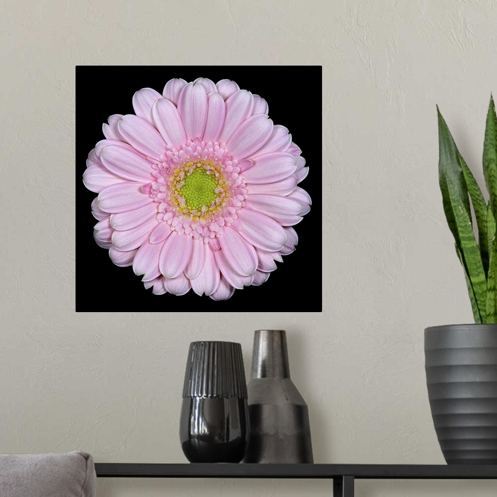A modern room featuring Single Pink Daisy 1