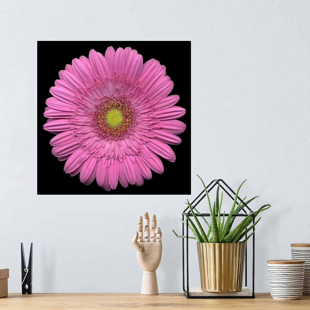 A bohemian room featuring Giant, square close up photograph of a pink Gerber daisy on a solid black background.