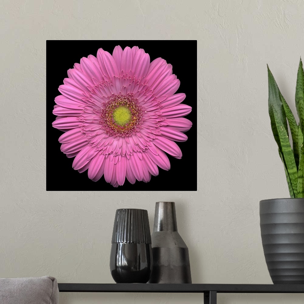 A modern room featuring Giant, square close up photograph of a pink Gerber daisy on a solid black background.