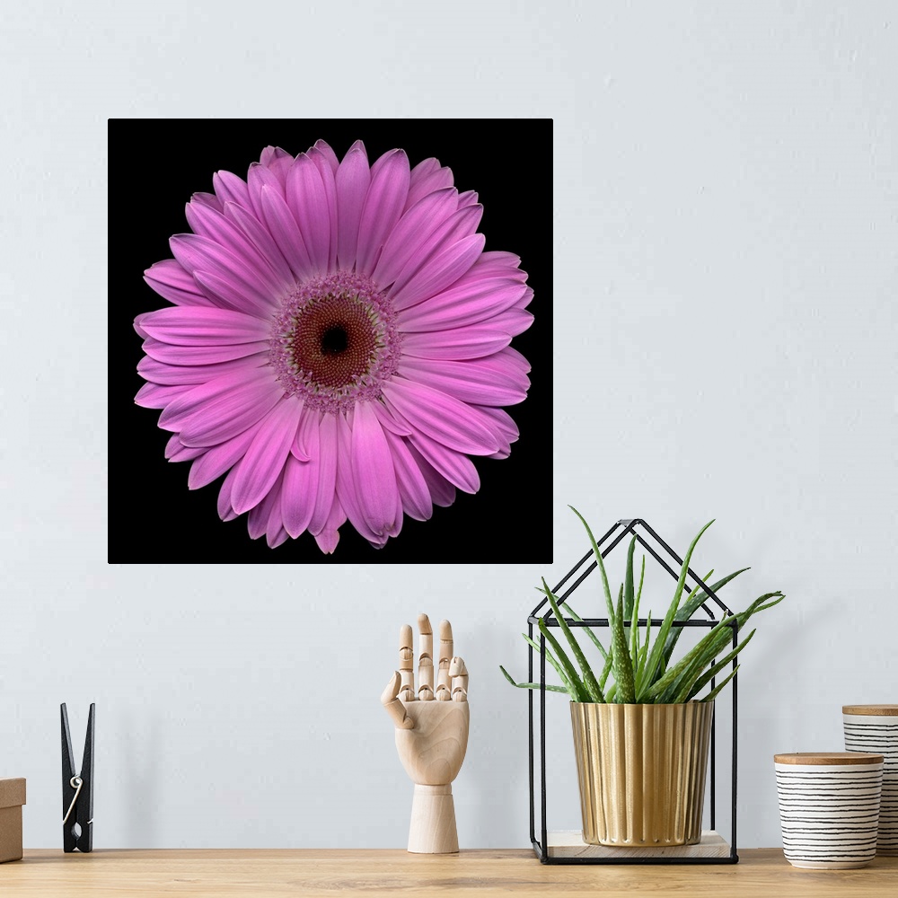 A bohemian room featuring Close-up photograph of a large, blooming daisy on a solid black background.