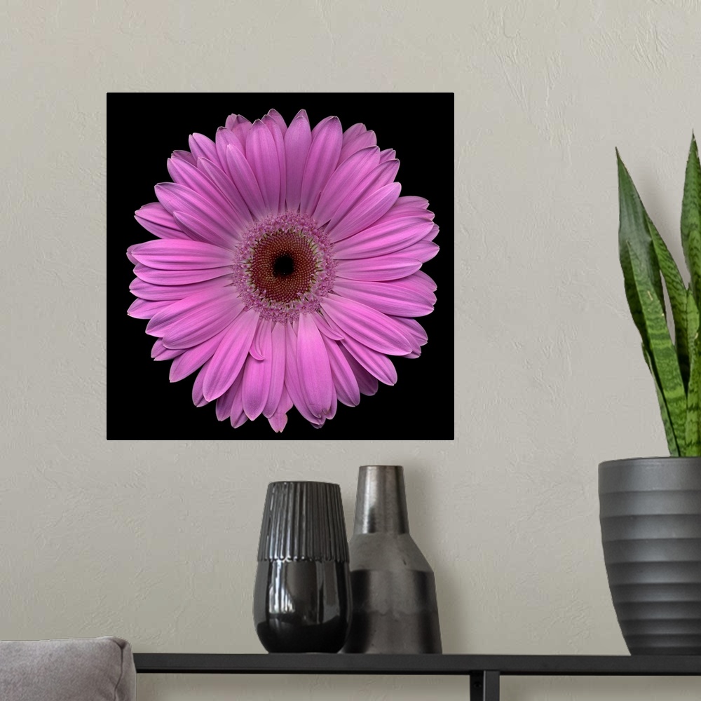 A modern room featuring Close-up photograph of a large, blooming daisy on a solid black background.
