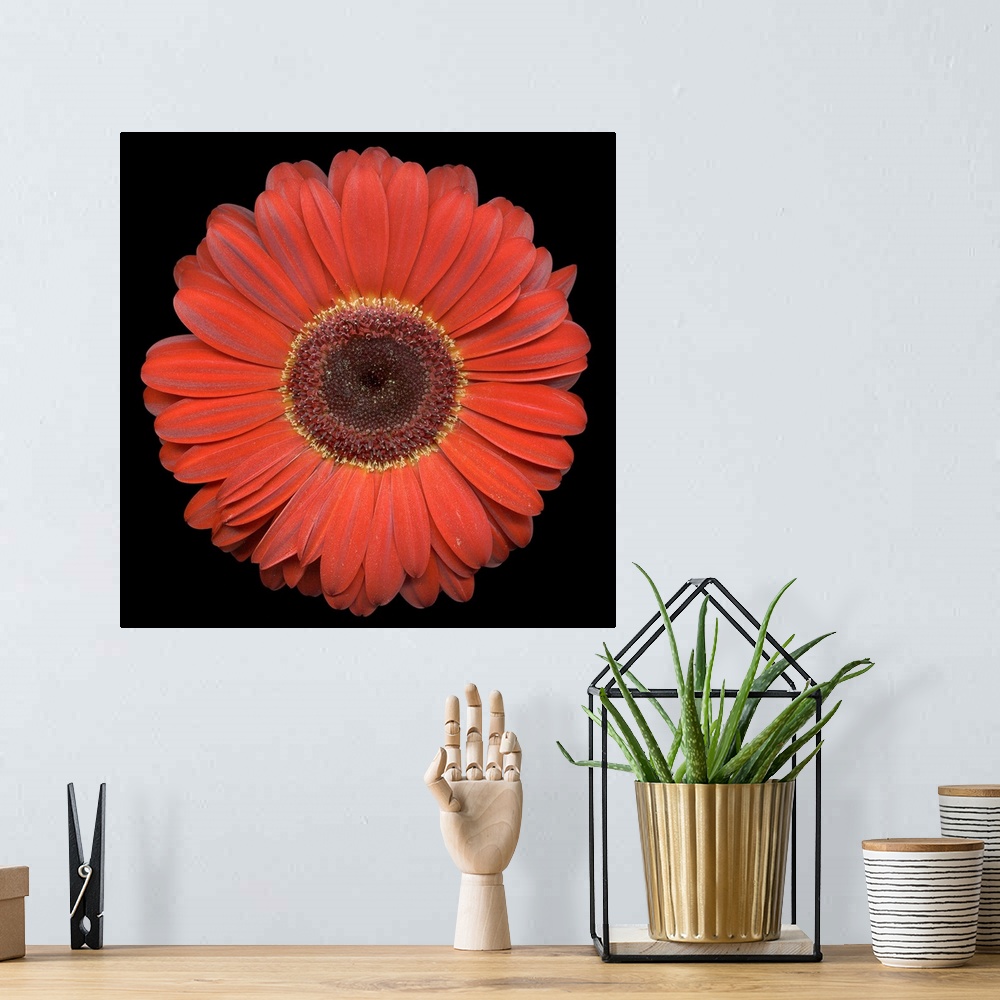 A bohemian room featuring A single blooming daisy flower head on a dark background.