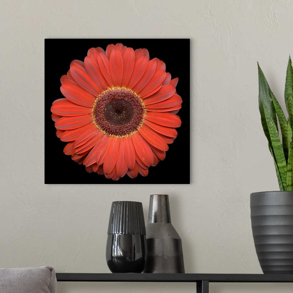 A modern room featuring A single blooming daisy flower head on a dark background.