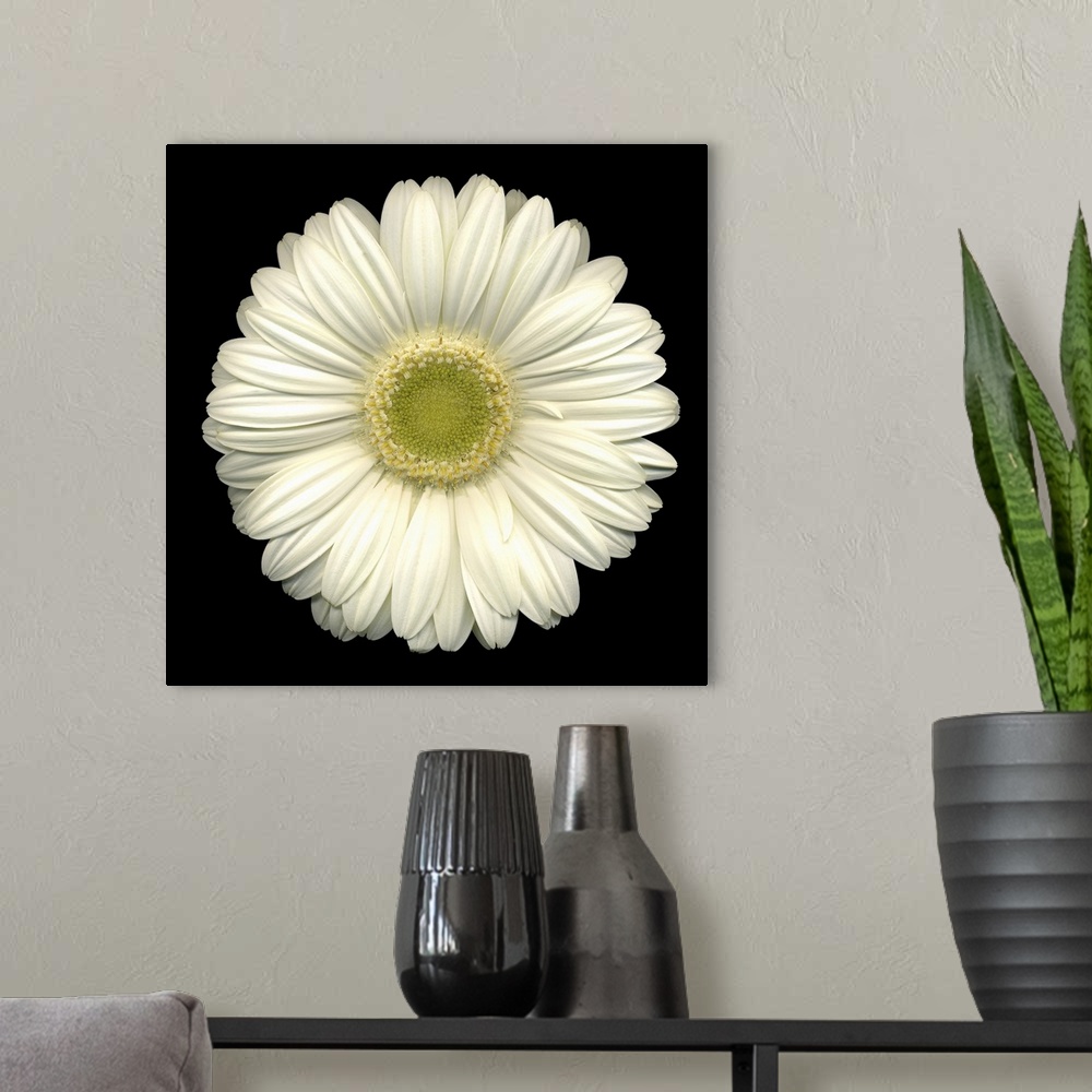 A modern room featuring Up close photograph of single bright flower against dark background.