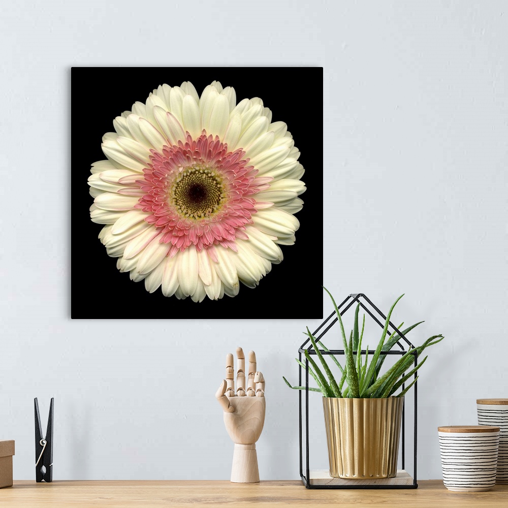 A bohemian room featuring This large close up photograph is of a white daisy with a pink center and a black background.