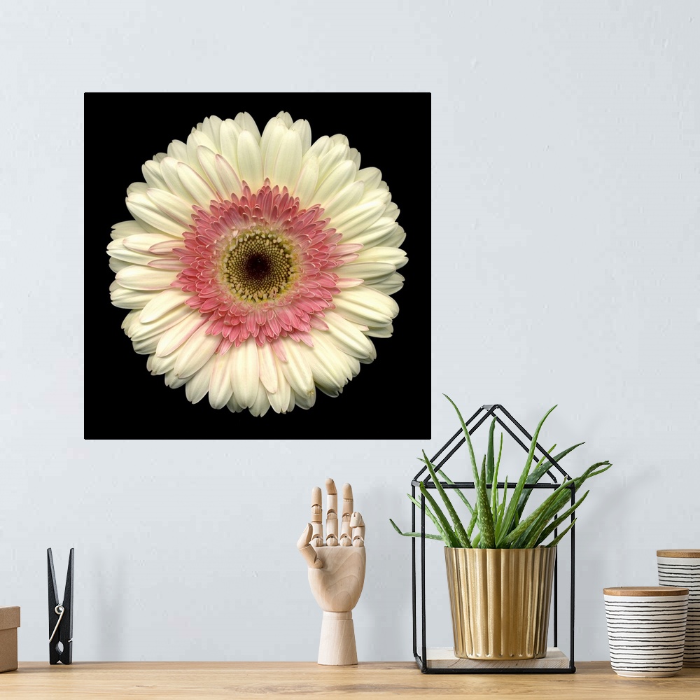 A bohemian room featuring This large close up photograph is of a white daisy with a pink center and a black background.