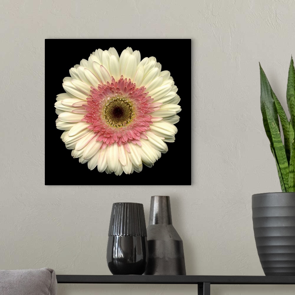 A modern room featuring This large close up photograph is of a white daisy with a pink center and a black background.