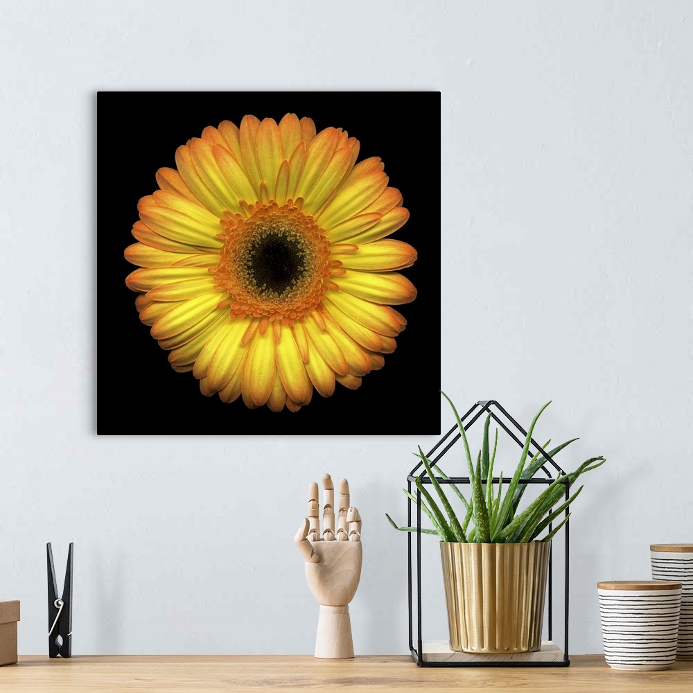 A bohemian room featuring The face of a large yellow daisy stands out against a black background.
