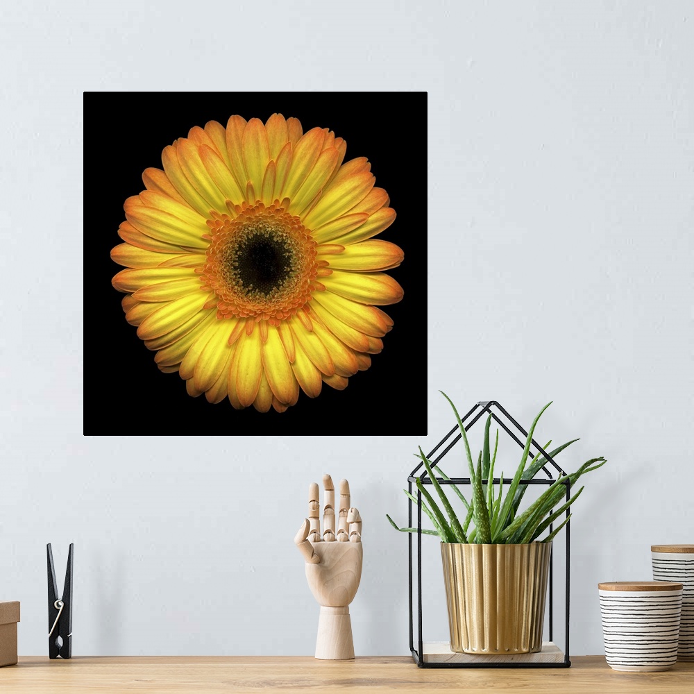 A bohemian room featuring The face of a large yellow daisy stands out against a black background.