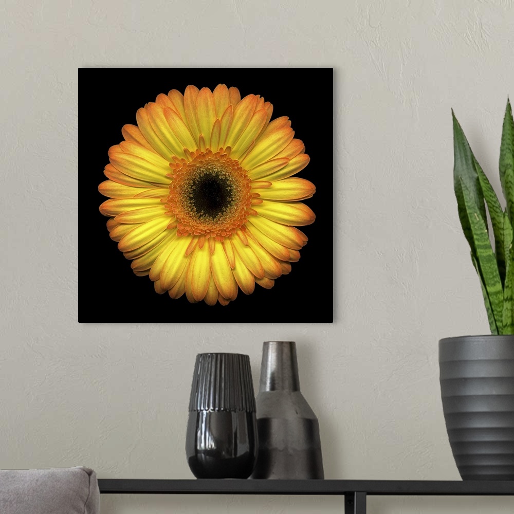 A modern room featuring The face of a large yellow daisy stands out against a black background.