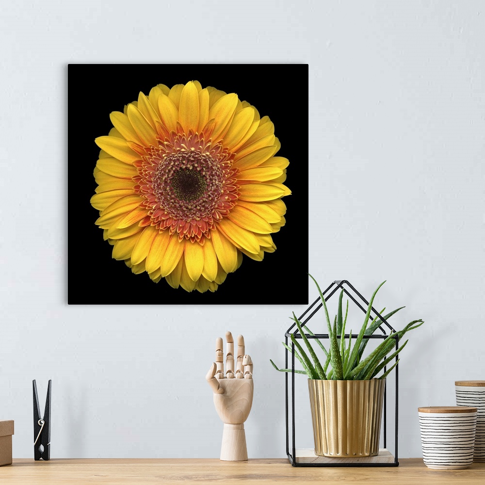 A bohemian room featuring Studio shot of the head of one round flower with many petals on a plain dark background.