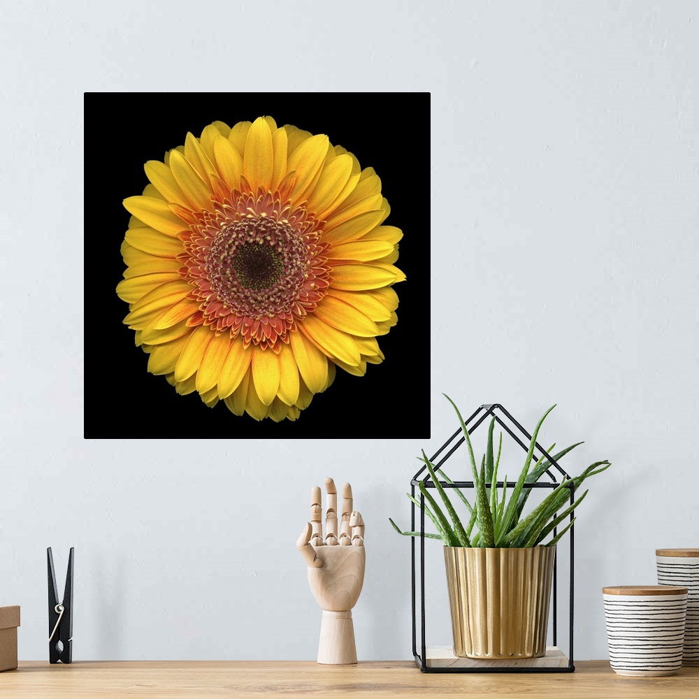 A bohemian room featuring Studio shot of the head of one round flower with many petals on a plain dark background.