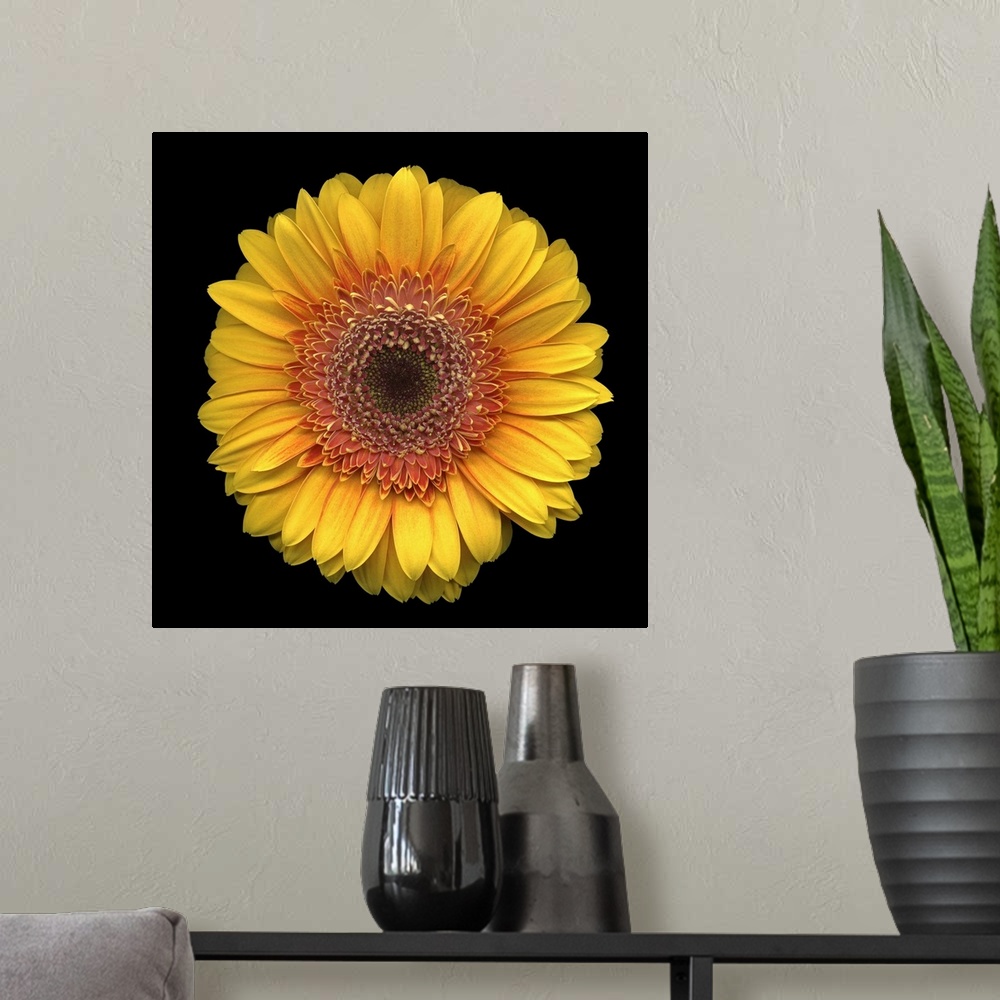 A modern room featuring Studio shot of the head of one round flower with many petals on a plain dark background.