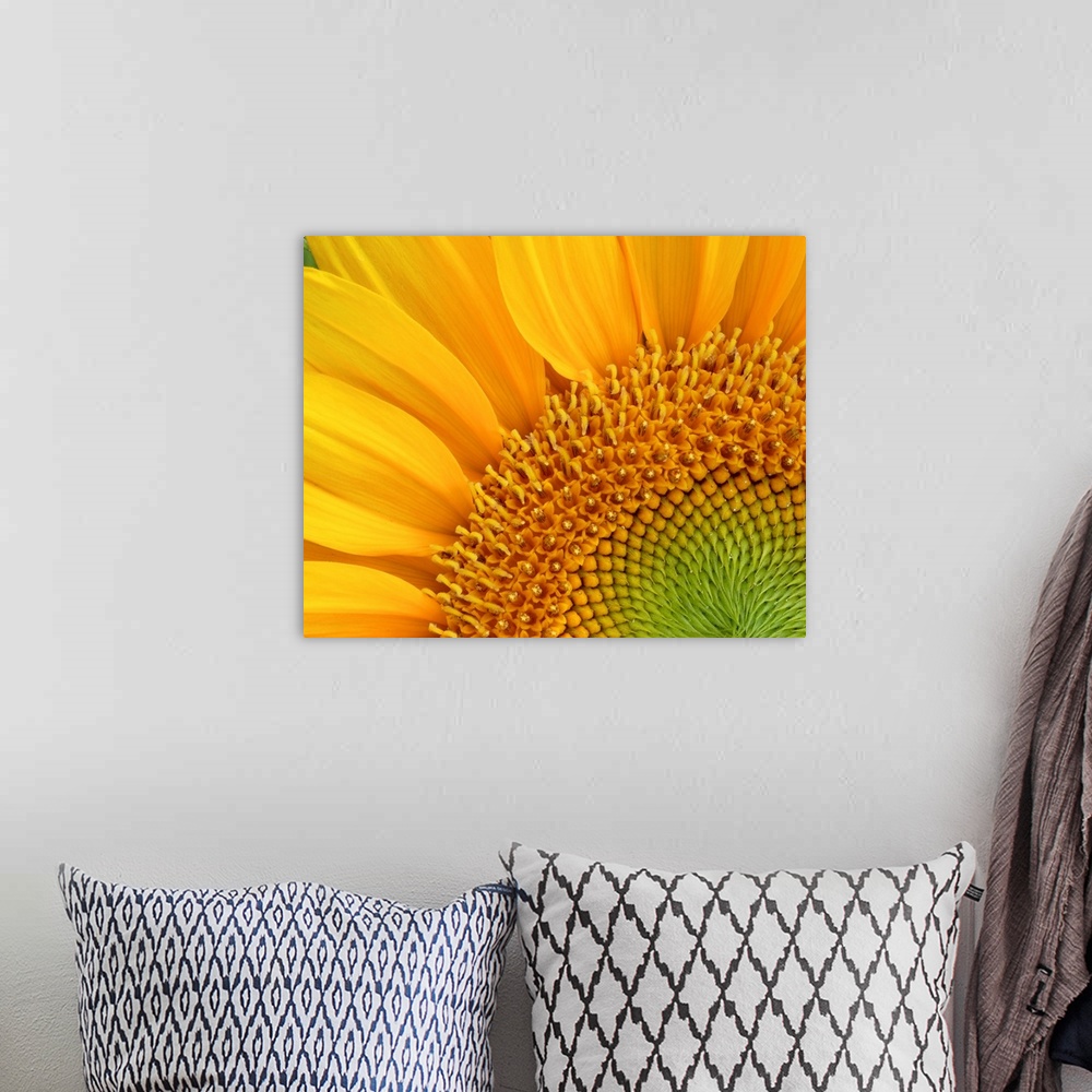 A bohemian room featuring Close-up detail of sunflower
